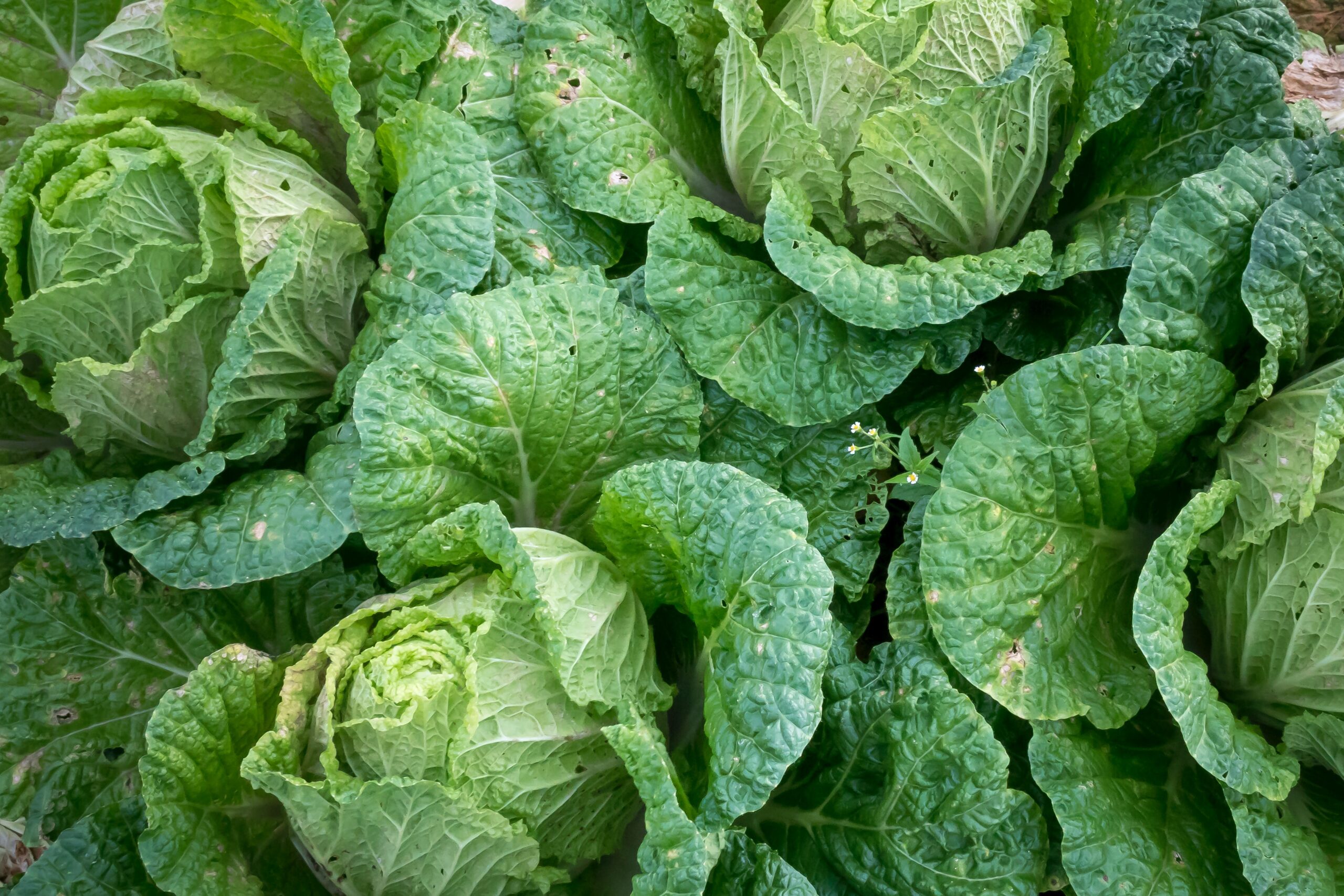 Future-of-Hydroponics-Farming-Lettuce